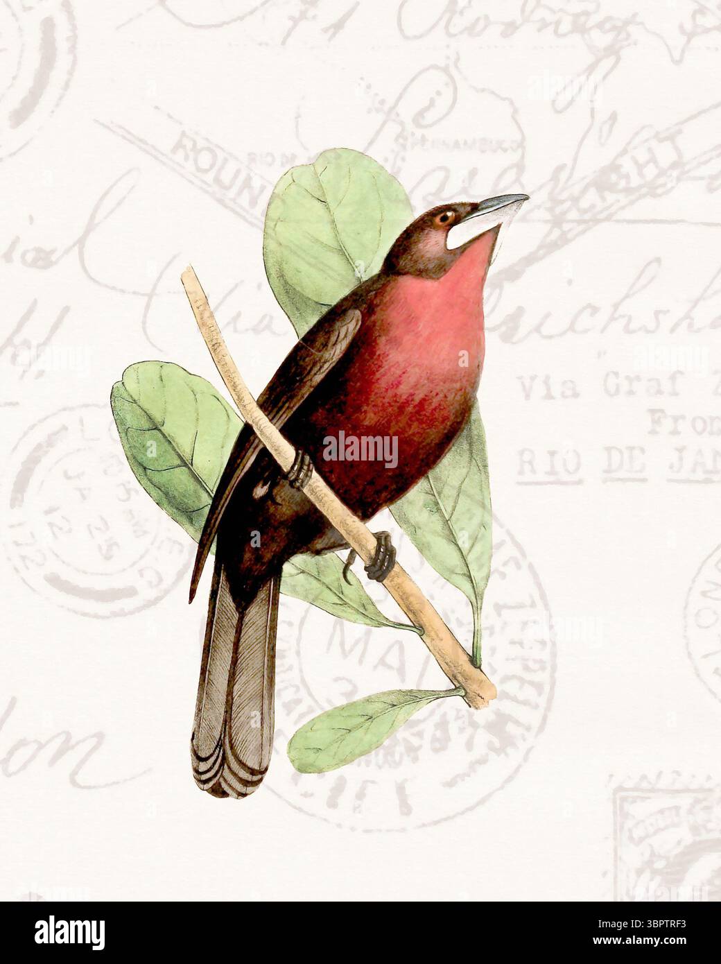 Illustration colorée d'oiseaux tropicaux perchée sur une branche. Style aquarelle doux avec des timbres vintage en arrière-plan. Banque D'Images