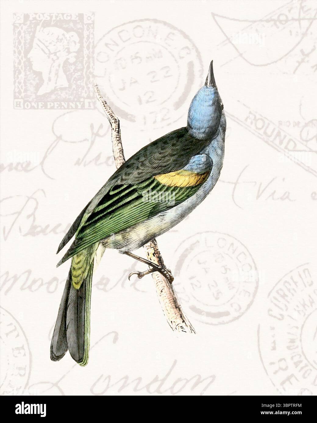 Illustration colorée d'oiseaux tropicaux perchée sur une branche. Style aquarelle doux avec des timbres vintage en arrière-plan. Banque D'Images