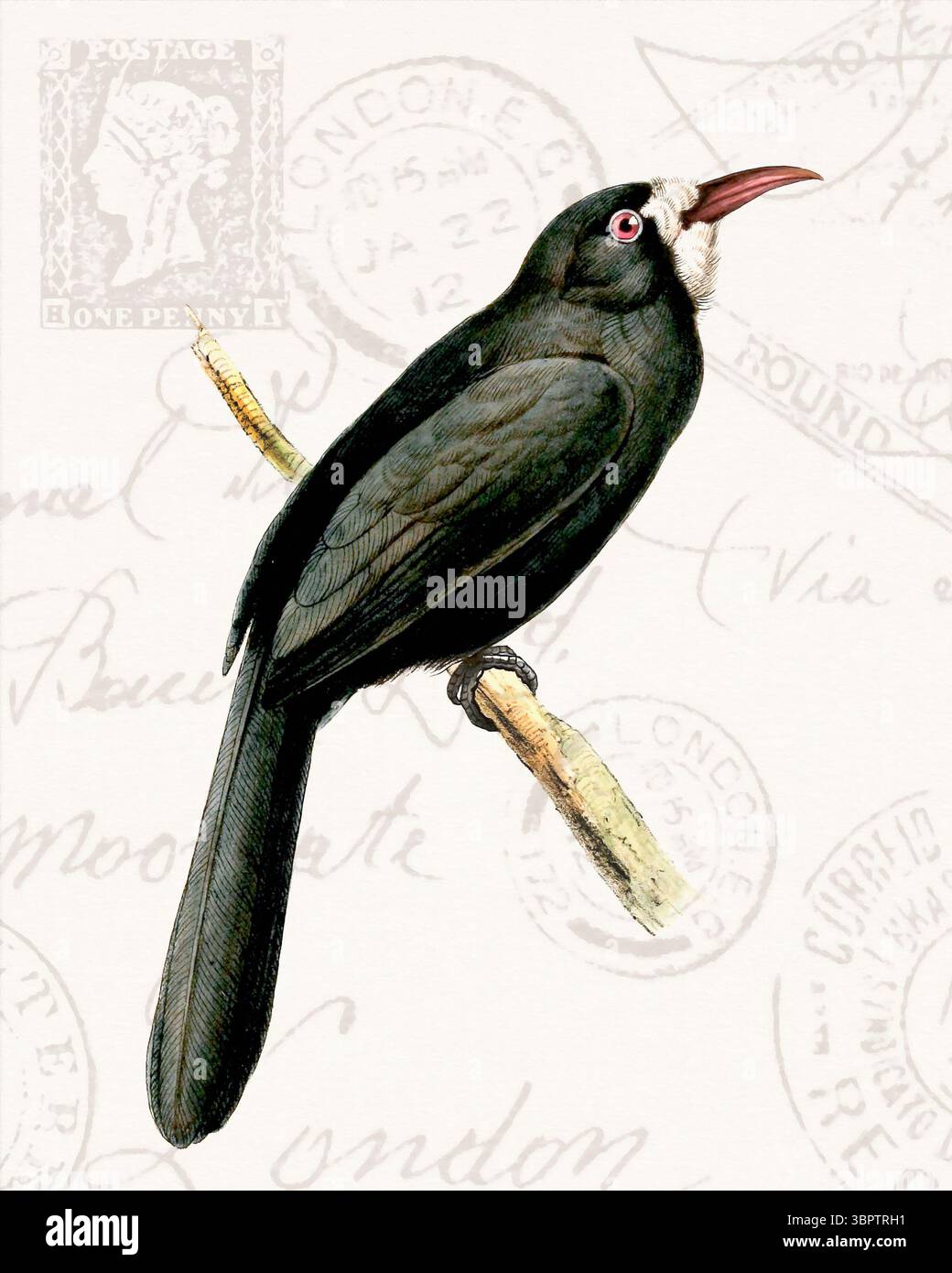 Illustration colorée d'oiseaux tropicaux perchée sur une branche. Style aquarelle doux avec des timbres vintage en arrière-plan. Banque D'Images