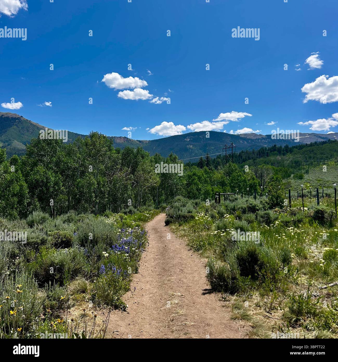 Sentier de terre sinueux à travers la nature sauvage luxuriante des montagnes sous Blue Sky - Image de stock capturée avec un smartphone