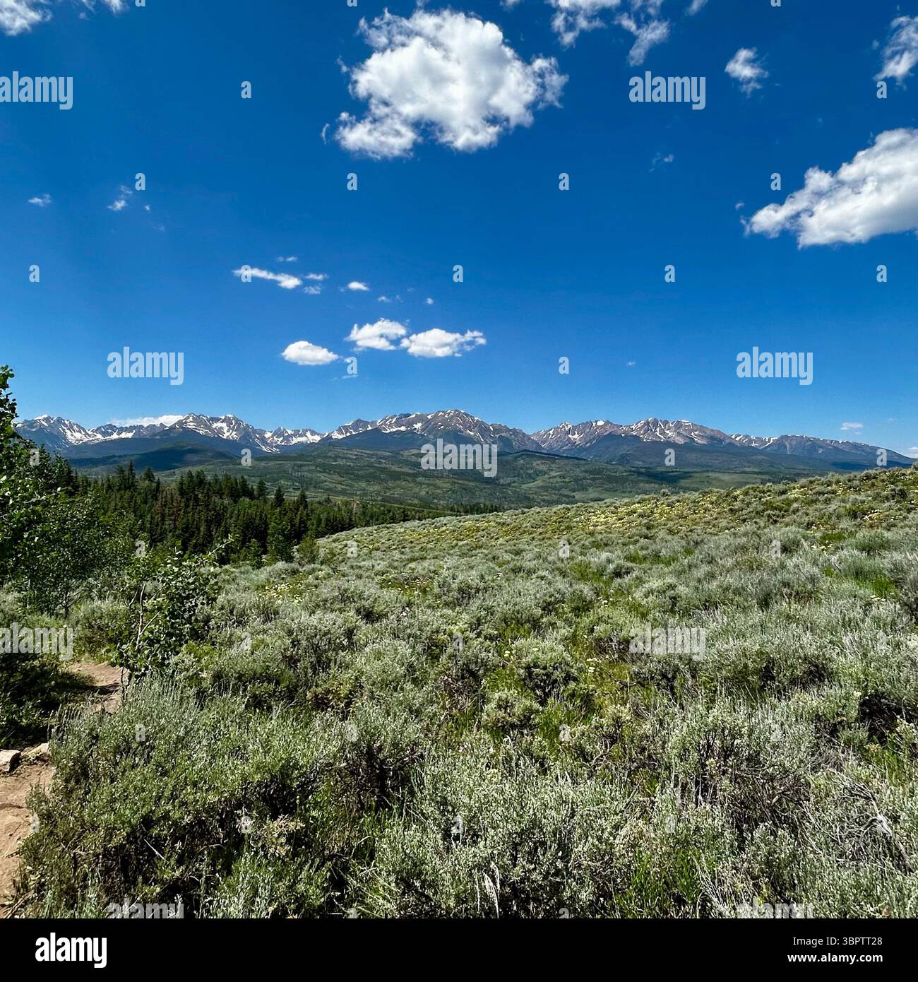 Vastes collines de Sagebrush surplombant les montagnes enneigées sous Clear Blue Sky. De vastes collines ondulantes couvertes d'arbustes denses et verts argentés. - Image de stock capturée avec un smartphone