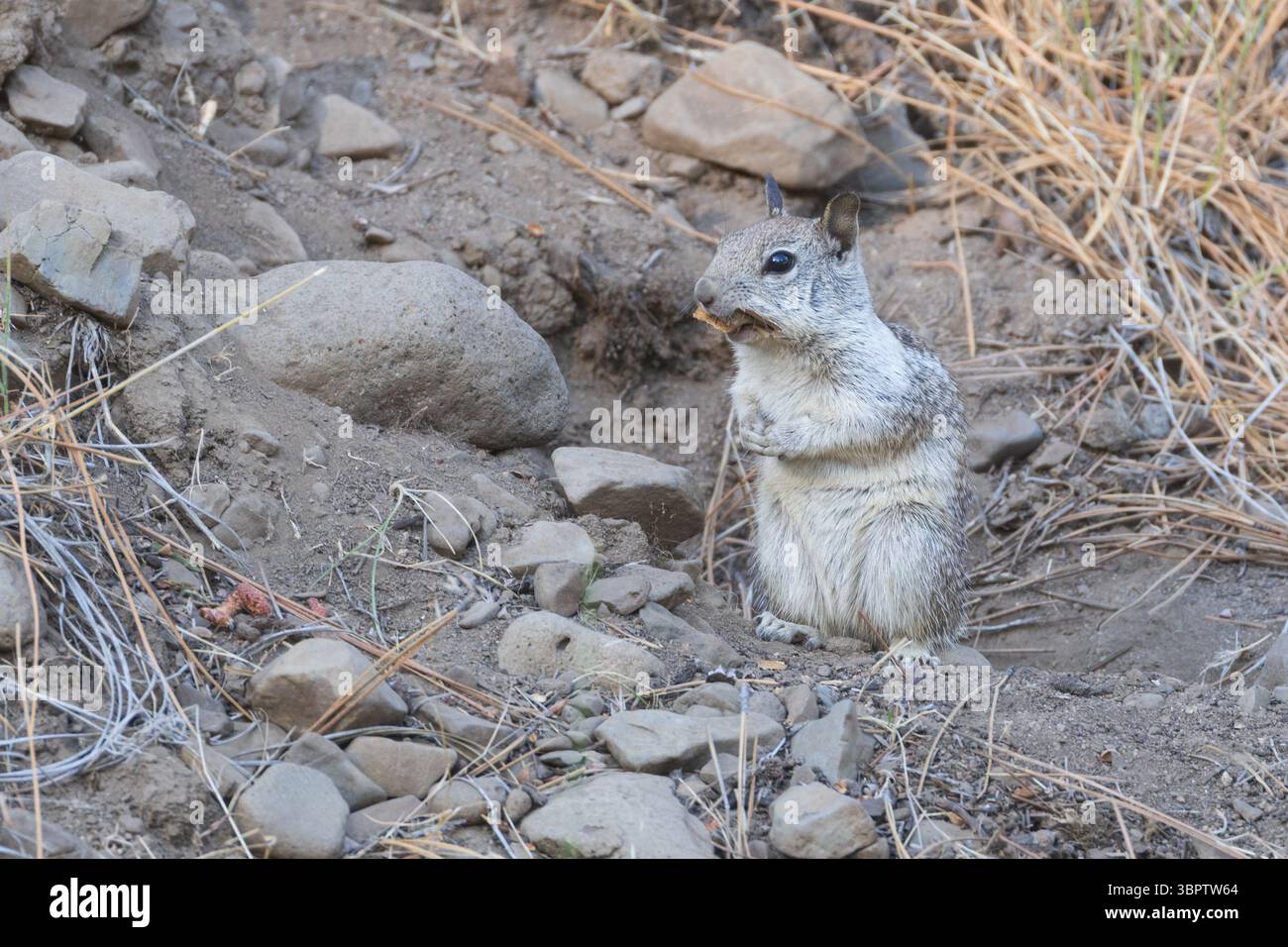 Écureuil terrestre de Californie (Otospermophilus beecheyi) mangeant à l'entrée de son terrier à Janesville, comté de Lassen, Californie. Banque D'Images