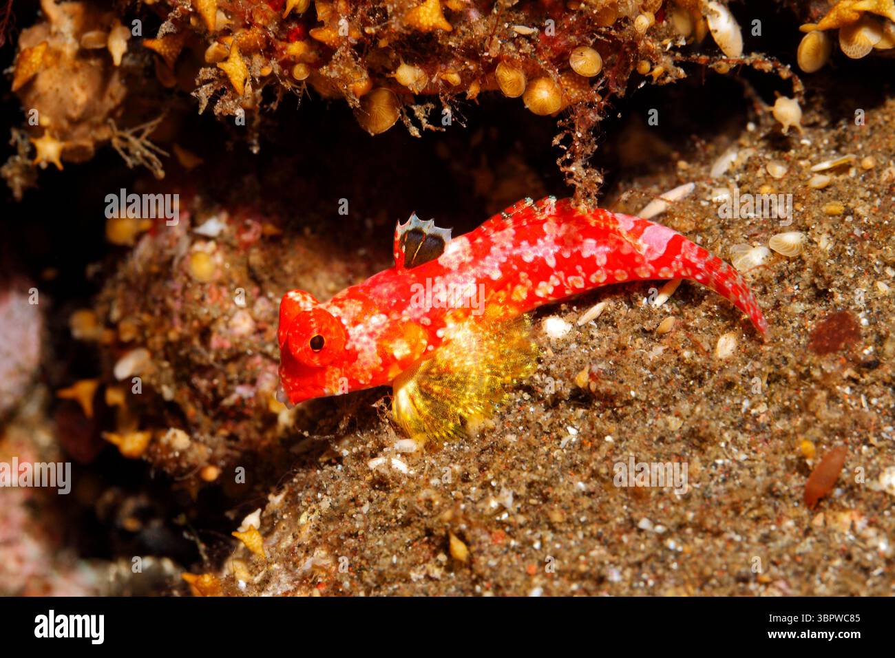 Le Dragonet de Moyer, Synchiropus moyeri. Aussi appelé un blenny de scooter rouge. Tulamben, Bali, Indonésie. Mer de Bali, Océan Indien Banque D'Images