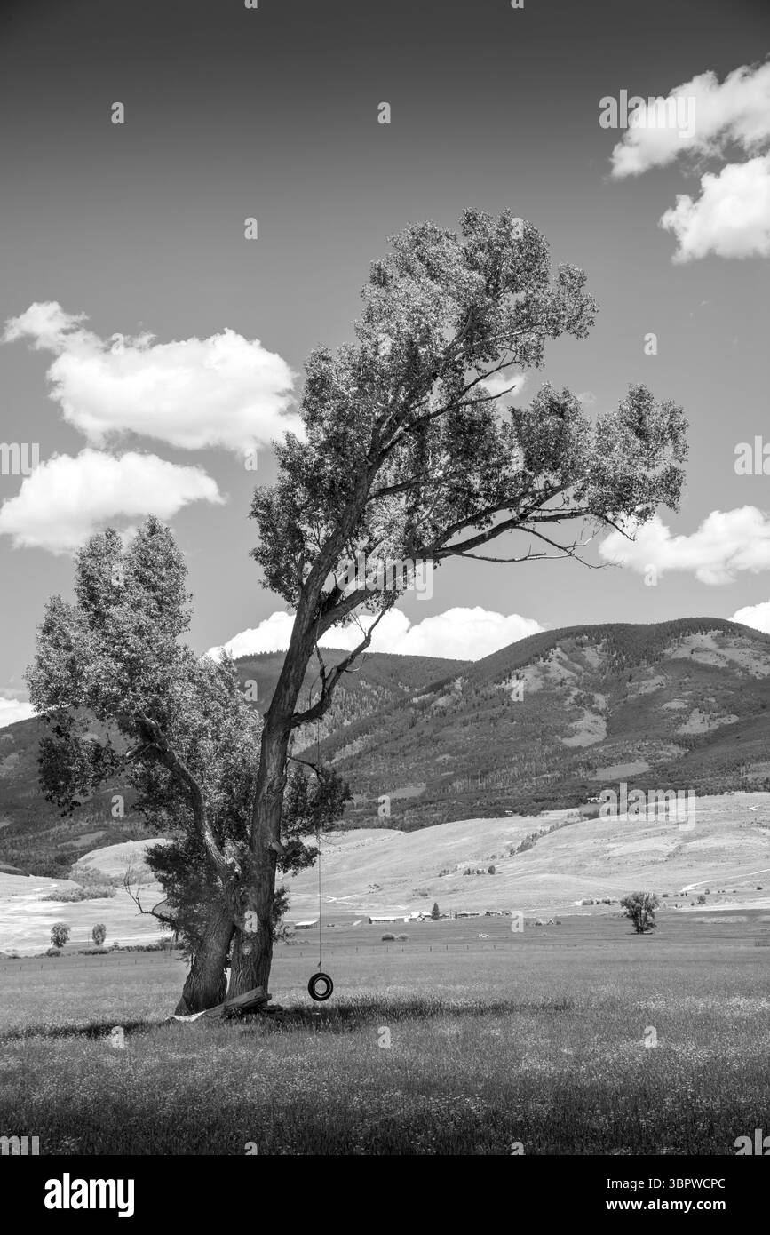 Une balançoire faite d'une corde et d'un pneu pend d'un grand arbre de cotonnier au milieu d'un grand champ vide dans le centre du Colorado. Banque D'Images