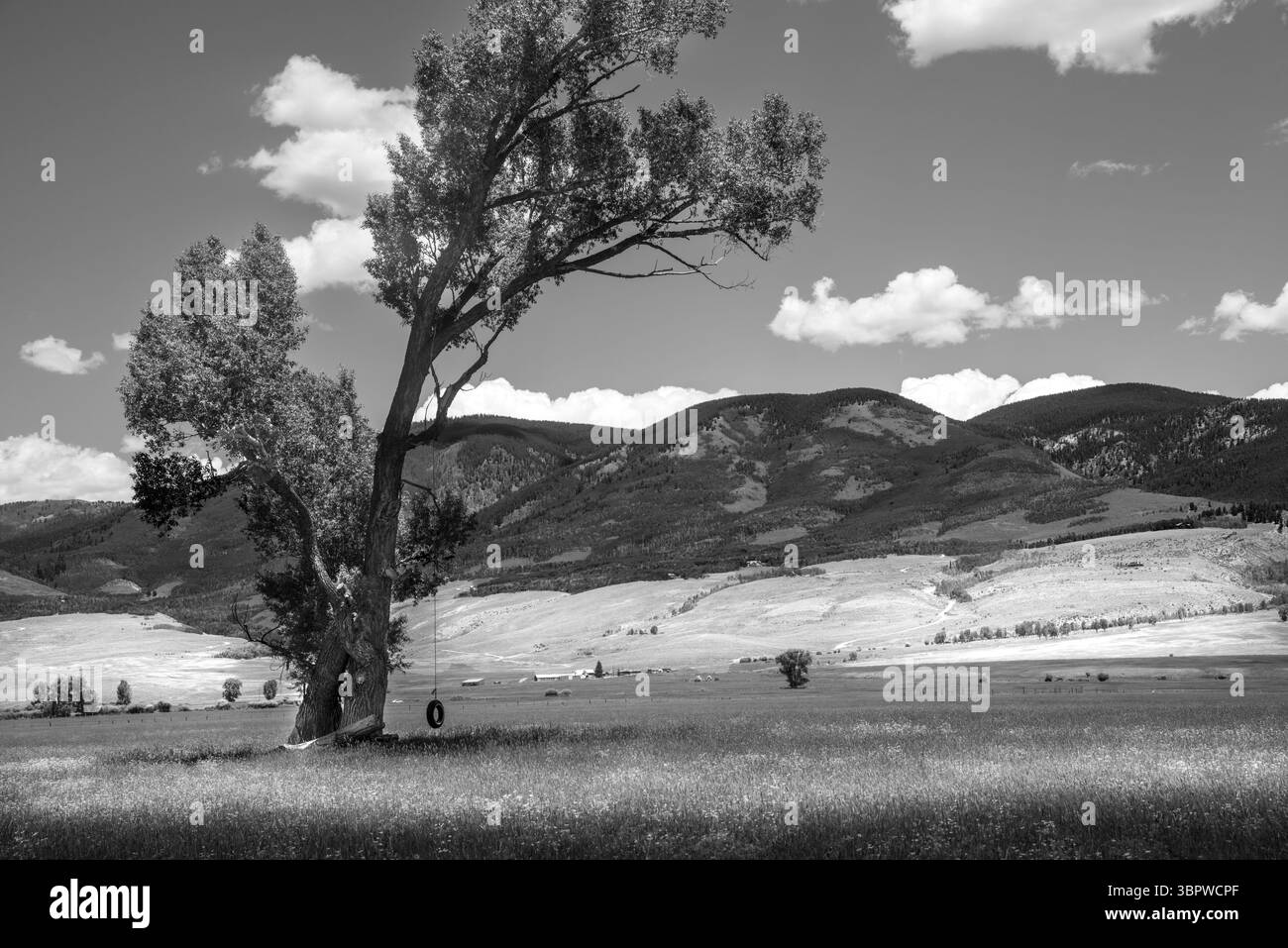 Une balançoire faite d'une corde et d'un pneu pend d'un grand arbre de cotonnier au milieu d'un grand champ vide dans le centre du Colorado. Banque D'Images