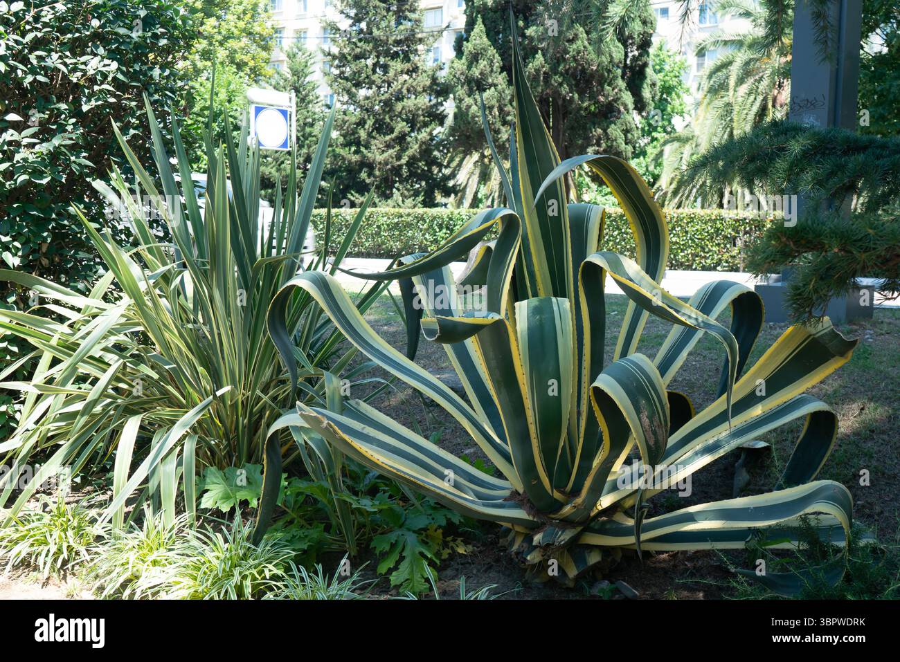 Cactus luxuriant avec de longues feuilles vertes. Cactus sur la pelouse dans la ville. Banque D'Images