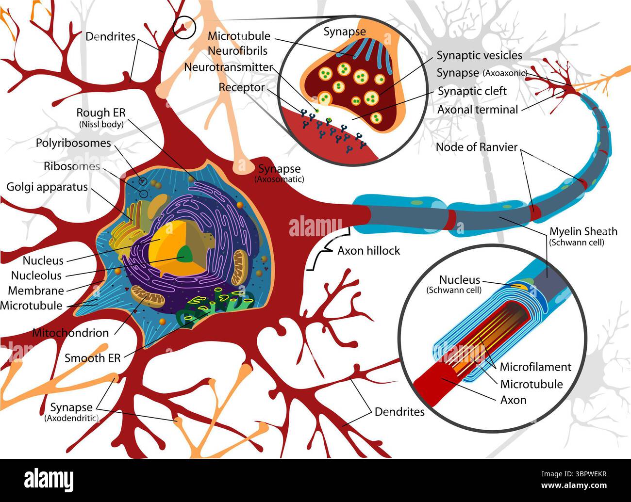 Diagramme étiqueté d'un neurone montrant les composants cellulaires clés, y compris les dendrites, le limon axonal, le noyau, le réticulum endoplasmique rugueux et lisse, l'appareil de Golgi, les types de synapse et la gaine de myéline. Les encarts mettent en évidence la transmission synaptique et la structure cellulaire de Schwann. Banque D'Images