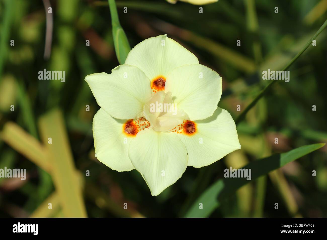 Fleur sur une plante Dietes Bicolor dans un jardin Banque D'Images