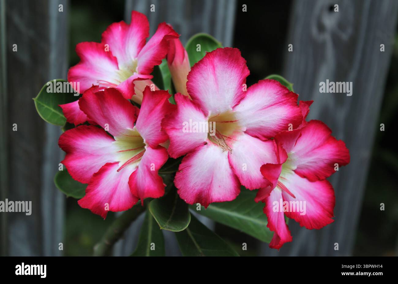 Rose du désert rose et blanc fleurs adenium sur une plante dans un jardin Banque D'Images