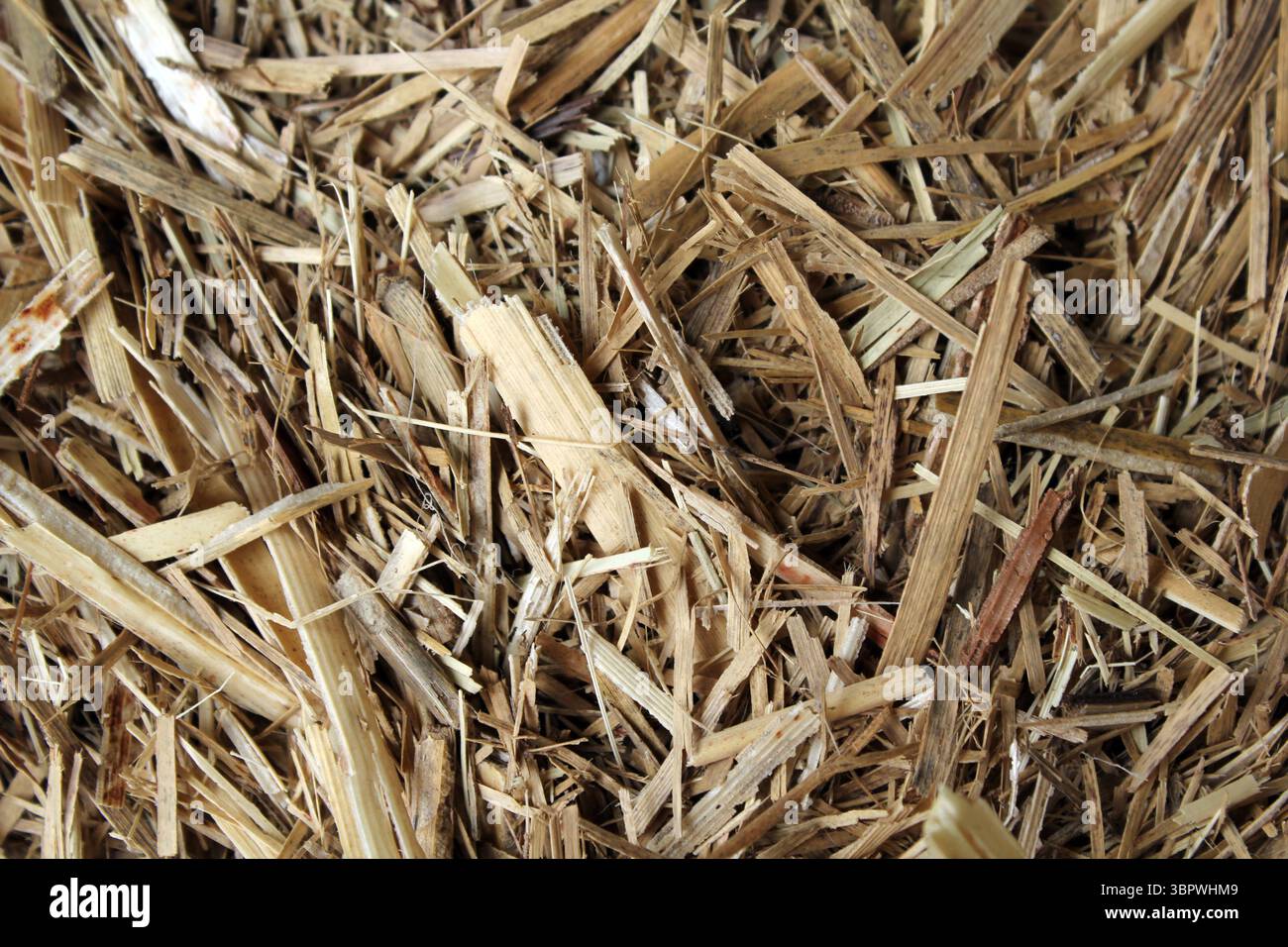 Gros plan texturé de paille de foin de paillis de canne à sucre Banque D'Images