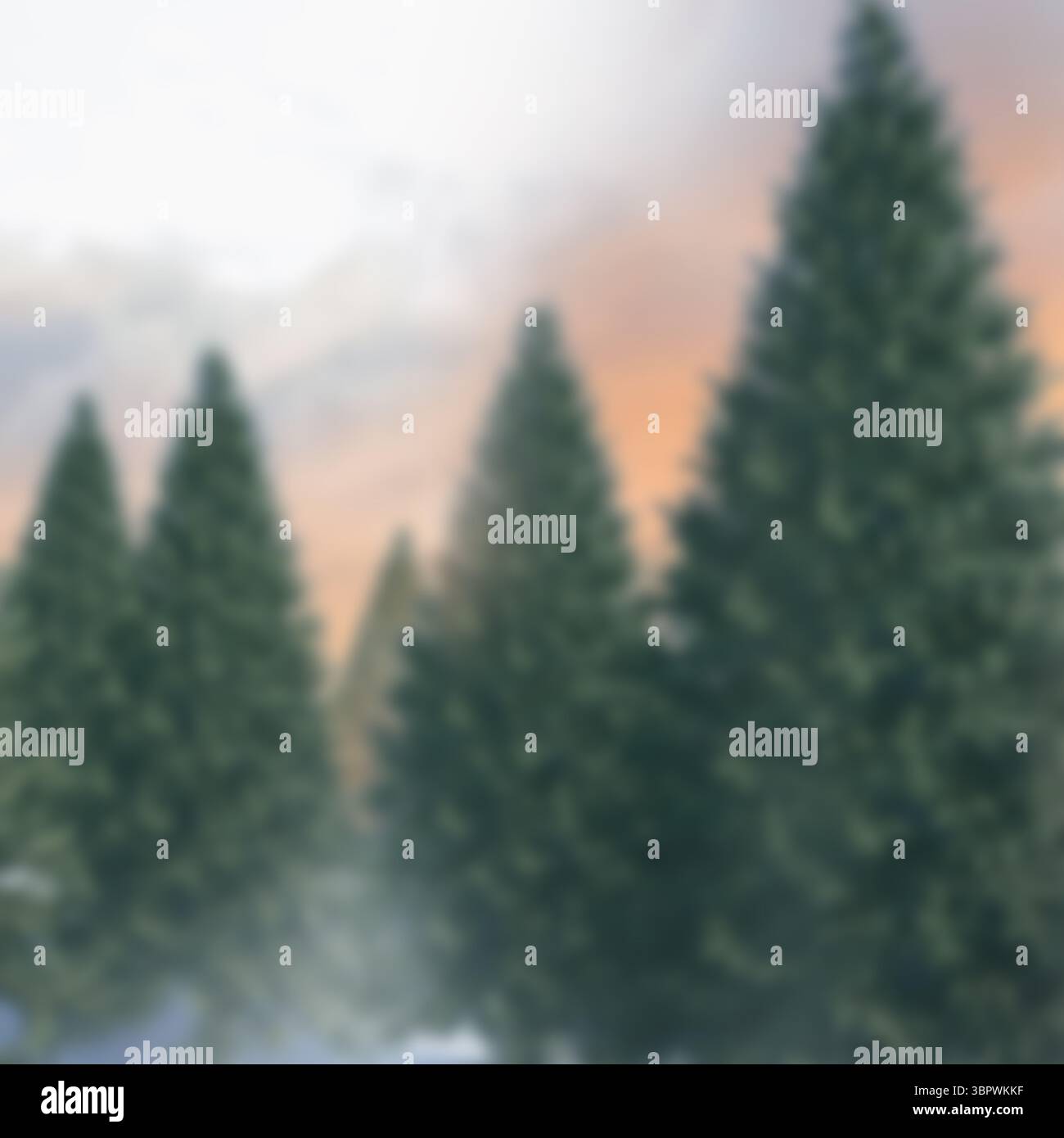 La forêt de pins dense brille doucement dans la conception plate brumeuse de l'aube, grand arbre debout sur la droite Banque D'Images