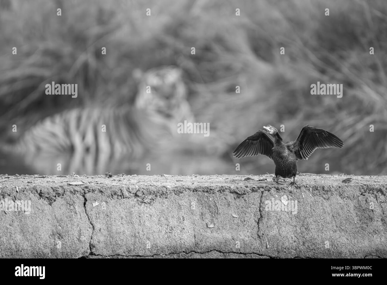 Cormorent avec fond tigre en niveaux de gris Banque D'Images