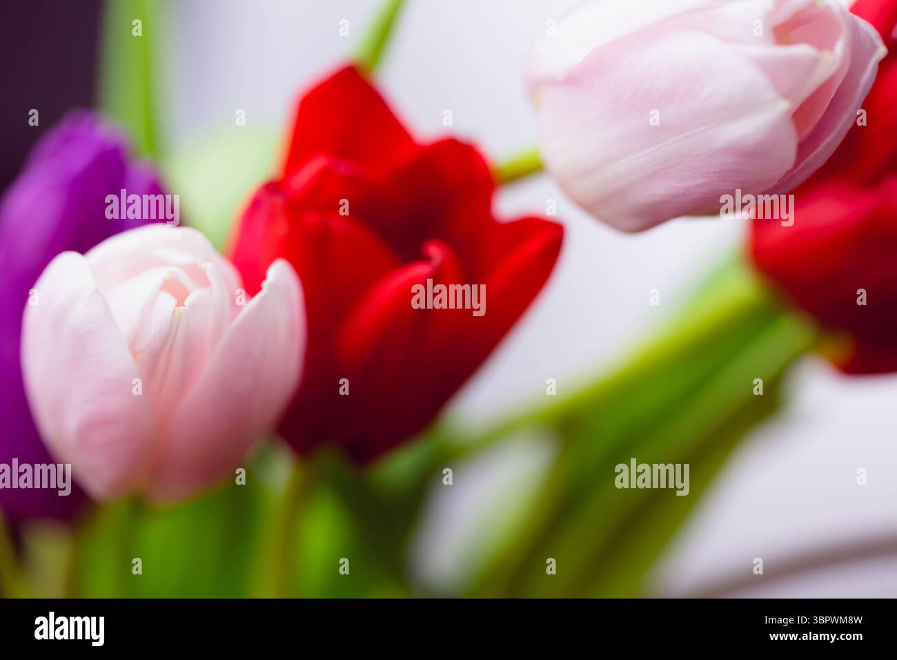 Le bouquet de tulipes est montré dans une illustration plate, avec des fleurs roses rouges violettes et des tiges vertes Banque D'Images Le bouquet de tulipes est montré dans une illustration plate, avec des fleurs roses rouges violettes et des tiges vertes Banque D'Images