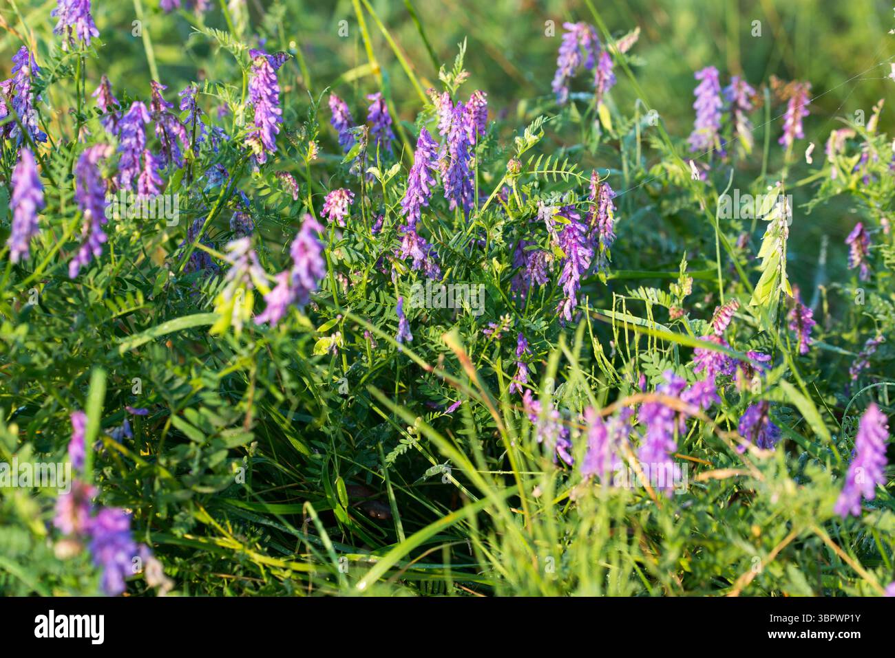 Vicia villosa, velu vesce fleurs de prairie gros plan sélectif Banque D'Images