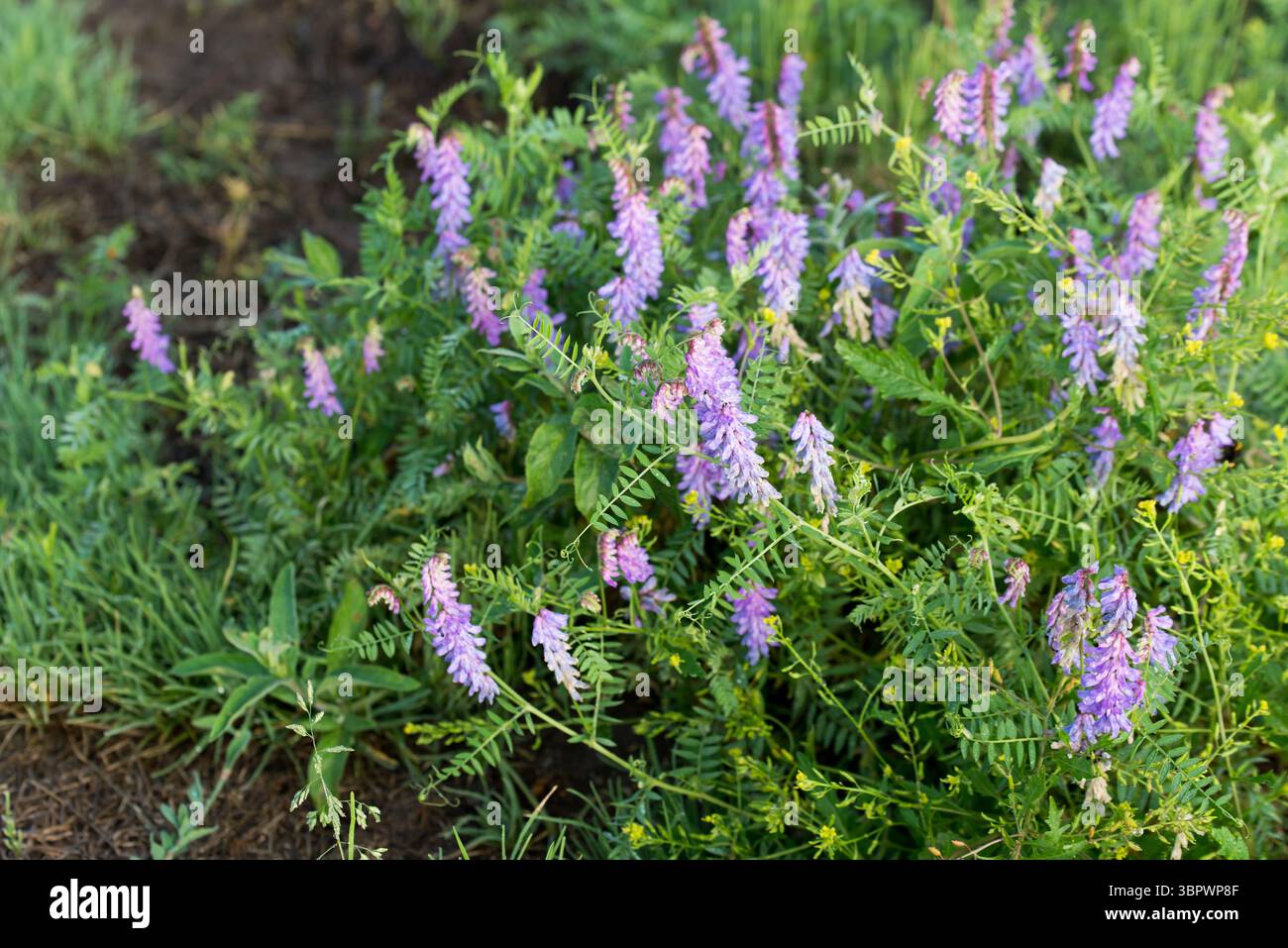 Vicia villosa, velu vesce fleurs de prairie gros plan sélectif Banque D'Images