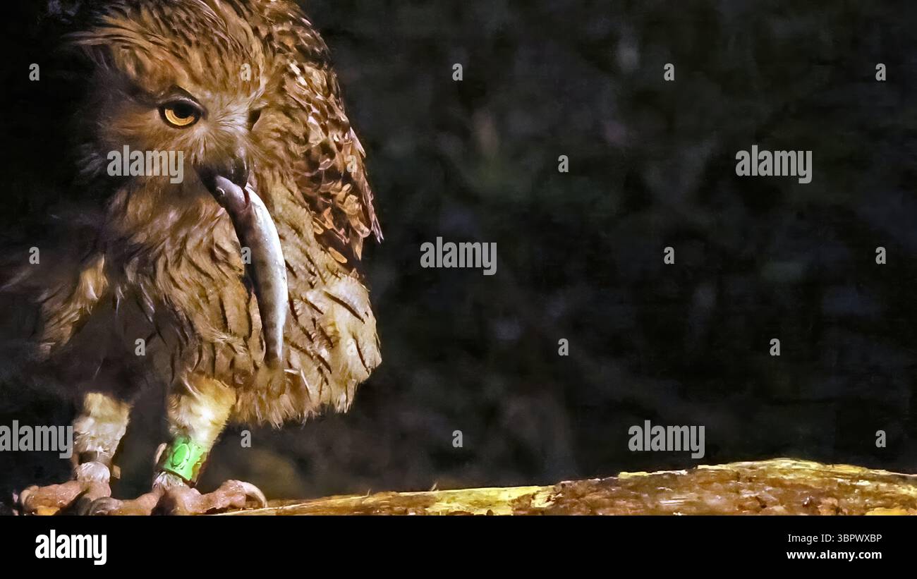 Le hibou de Blakiston (Ketupa blakistoni) avec la proie, Japon Banque D'Images