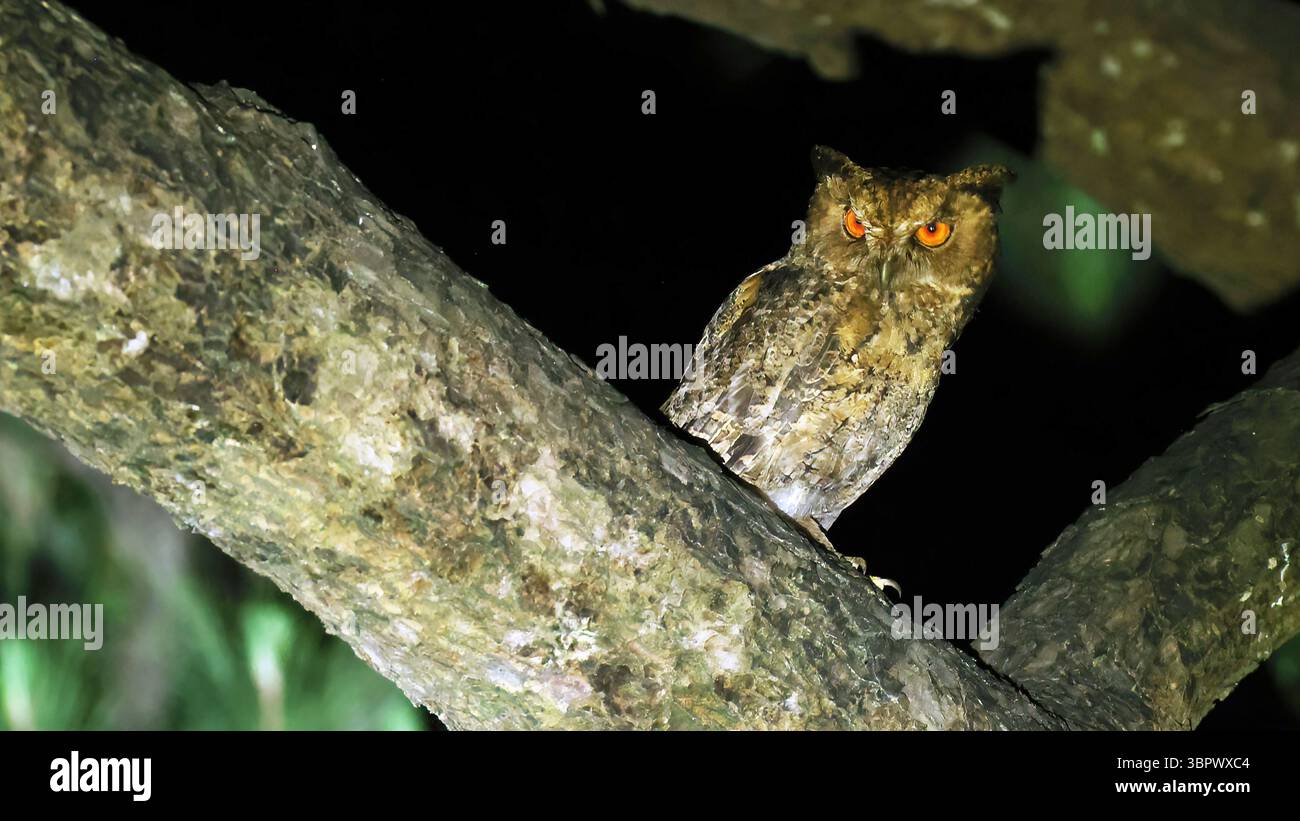 Crocs japonais (Otus semitorques) à Okinawa Banque D'Images