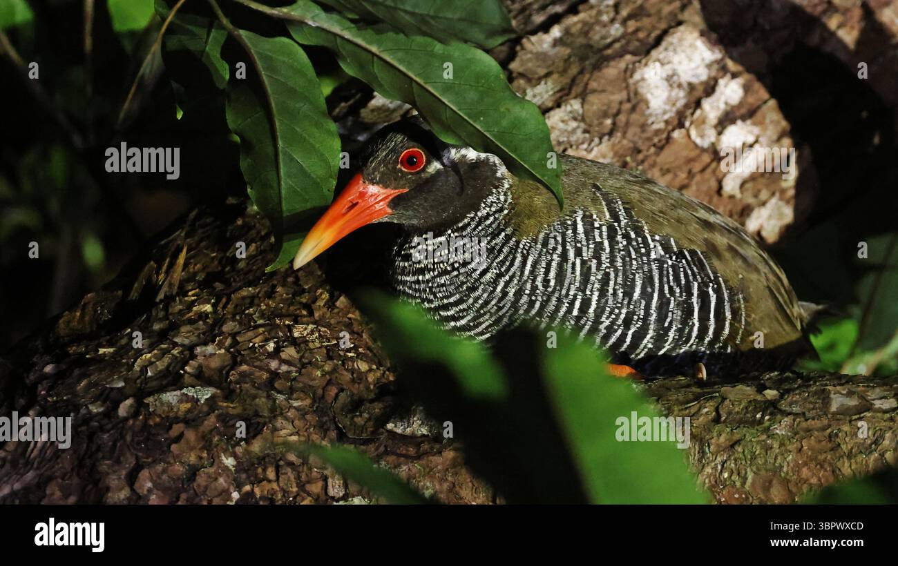 Râle d'Okinawa (Hypotaenidia okinawae) reposant sur un arbre pendant la nuit Banque D'Images