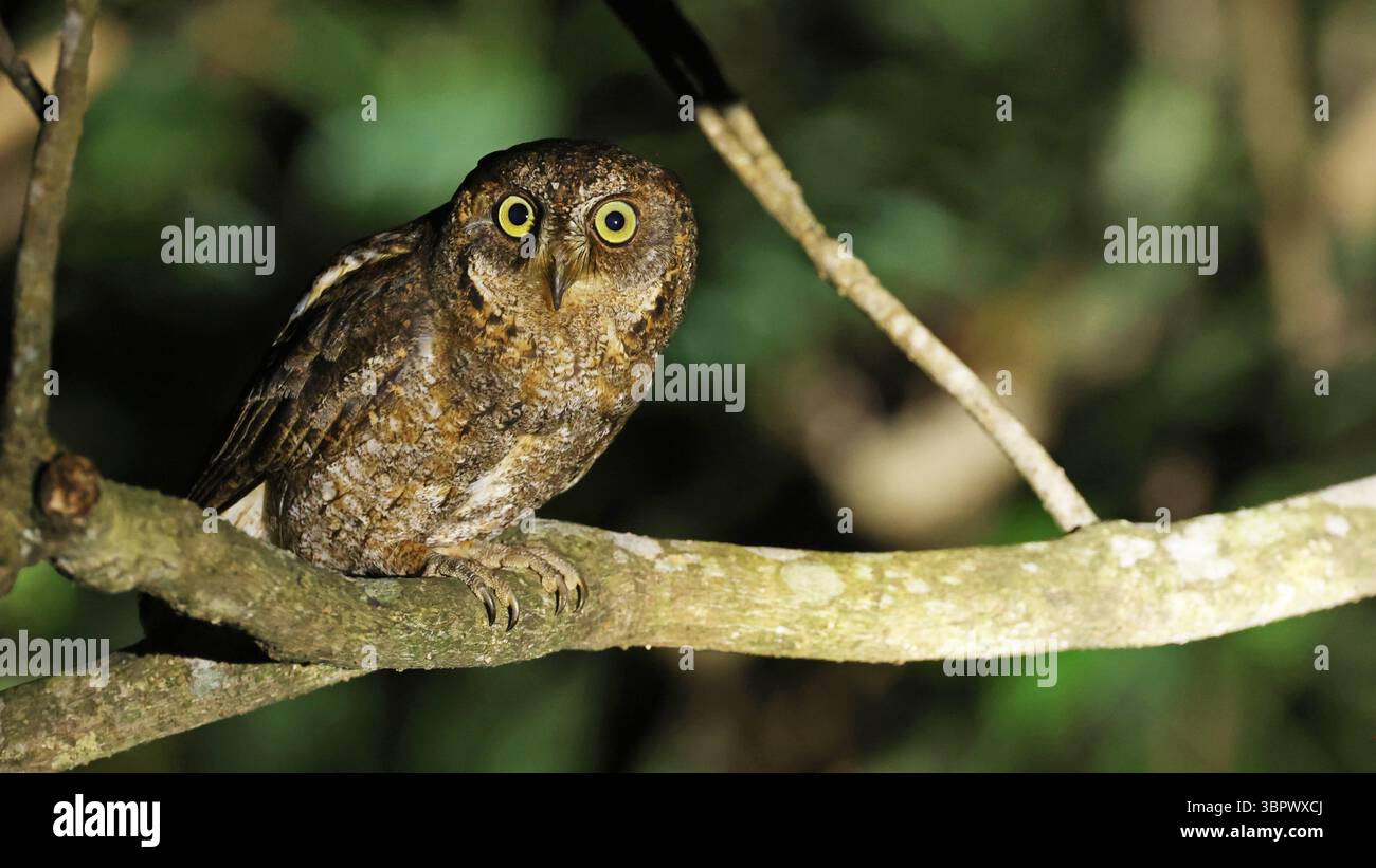 Ryukyu Sops-Owl (Otus elegans) de nuit, Japon Banque D'Images