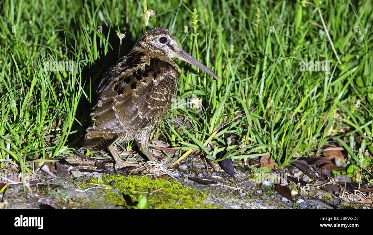 Bécasse d'Amami (Scolopax mira), oiseau endémique du Japon Banque D'Images