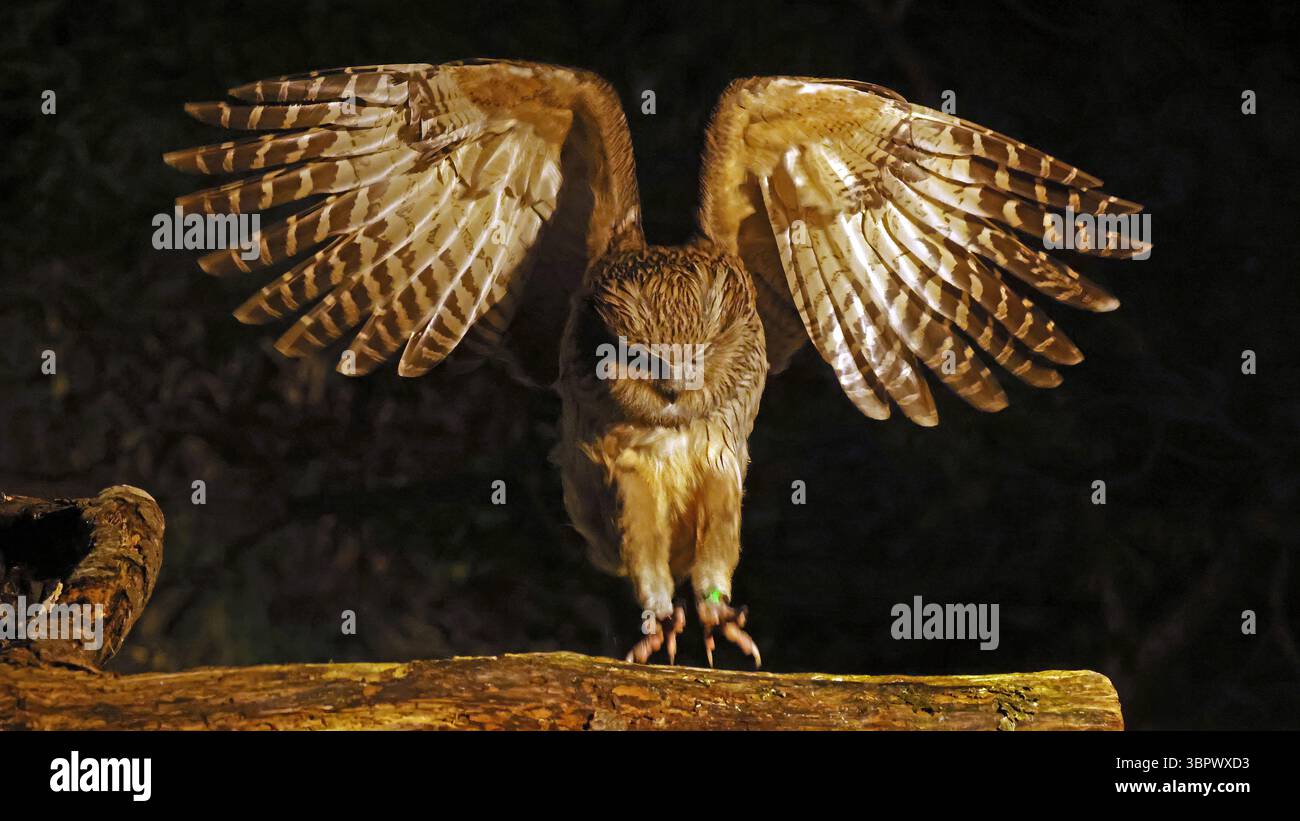 Le hibou de Blakiston (Ketupa blakistoni) débarquant sur une bûche, Hokkaido, Japon Banque D'Images