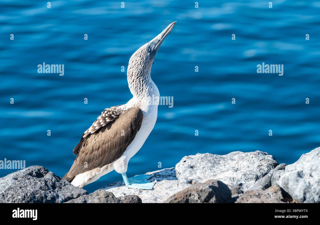 Botte à pieds bleus, îles Galapagos. Banque D'Images