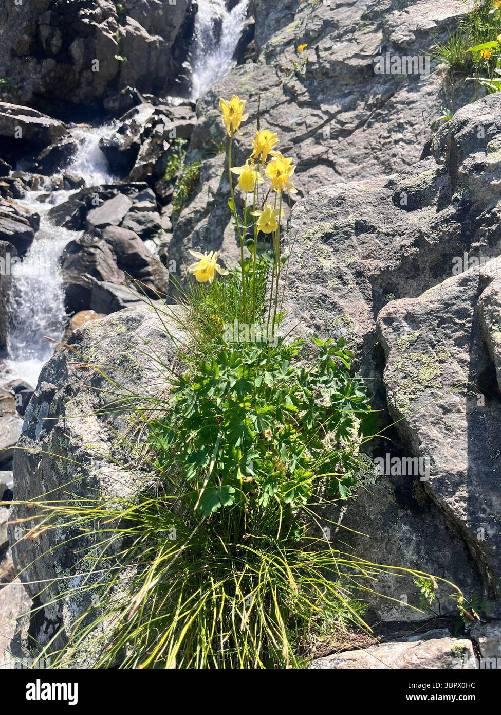 Aquilegia aurea Janka ou columbine dorée espèce menacée et plante endémique des Balkans dans le parc national de Rila, Bulgarie, Balkans, Europe du Sud-est - Image de stock capturée avec un smartphone