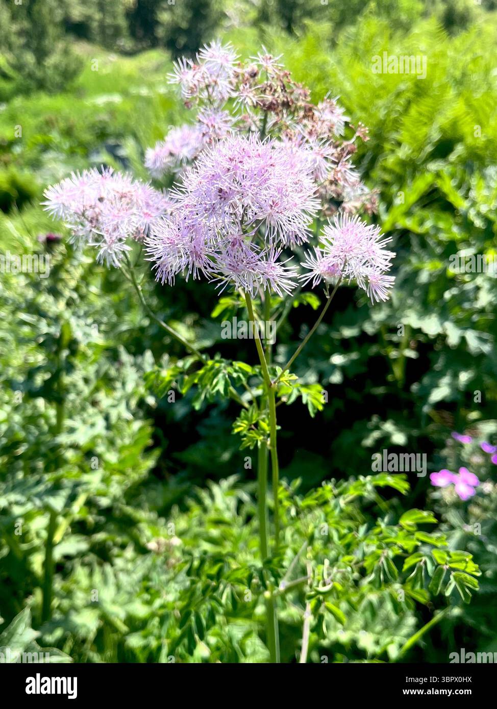 Thalictrum aquilegiifolium ou fleurs roses pelucheuses de prairie française en été, Parc National du Rila, Bulgarie, Balkans, Europe du Sud-est - Image de stock capturée avec un smartphone