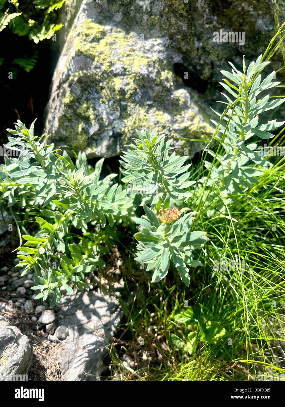 Rhodiola rosea ou plante de racine dorée dans l'habitat naturel dans la réserve naturelle de la montagne Rila et le parc national, Bulgarie, Balkans, Europe du Sud-est - Image de stock capturée avec un smartphone