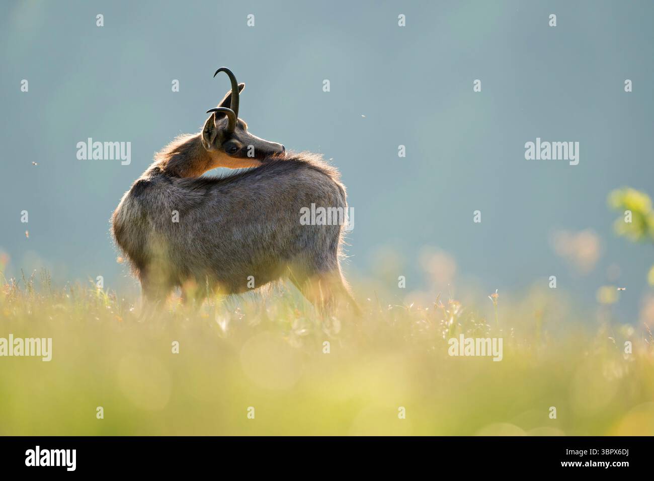 Chamois alpin ( Rupicapra rupicapra ), adulte, debout dans l'herbe luxuriante d'un pré alpin fleuri, toilettant son dos, belle lumière brillante, faune, E Banque D'Images