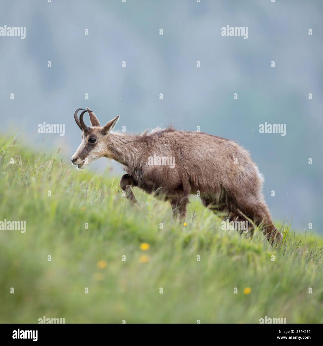 Chamois ( Rupicapra rupicapra ), adulte femelle, marche en montée sur les prairies alpines vertes pour le fourrage, la faune, l'Europe. Banque D'Images
