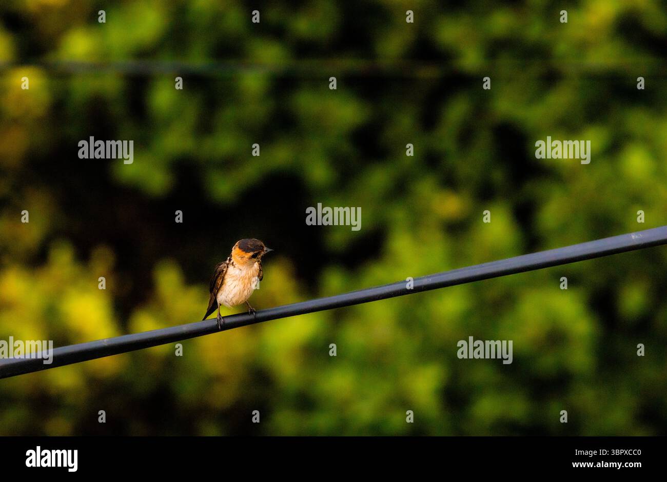 Hirondelle de montagne perchée sur un fil électrique, montrant le plumage détaillé et le comportement serein de la faune dans son habitat naturel Banque D'Images