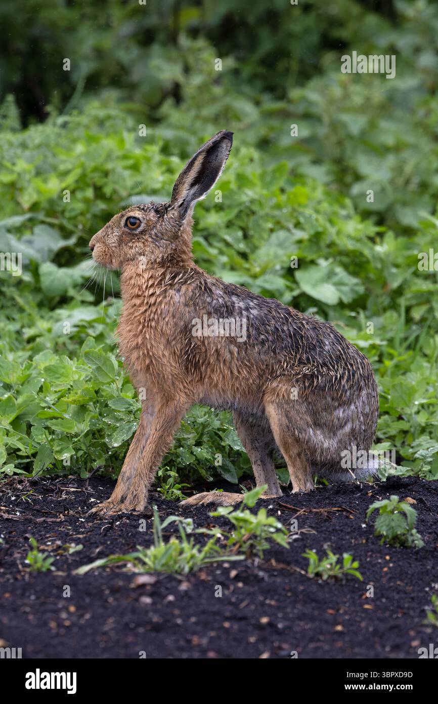 Lièvre brun européen (Lepus europaeus) Norfolk mai 2025 Banque D'Images