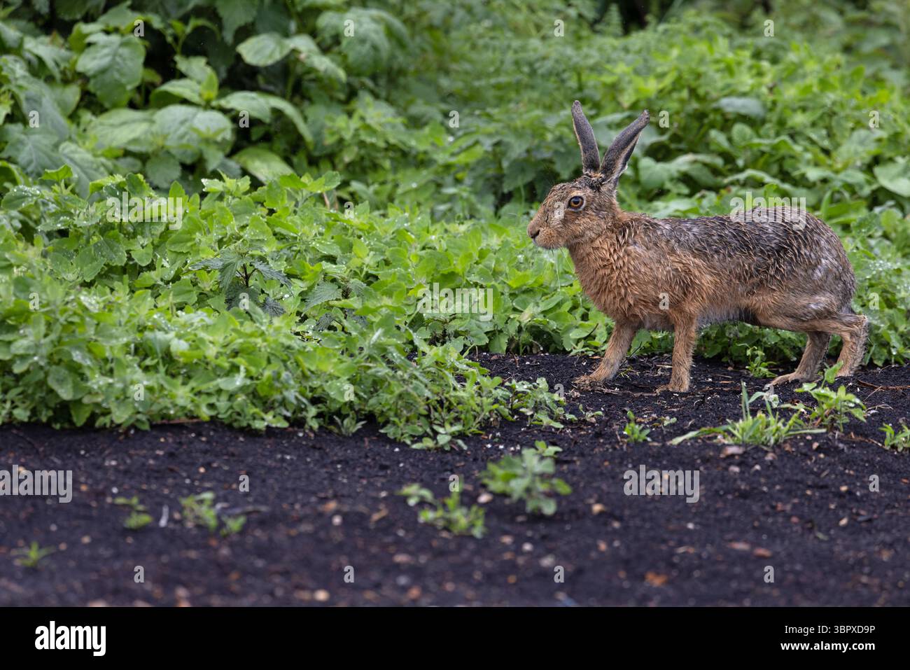 Lièvre brun européen (Lepus europaeus) Norfolk mai 2025 Banque D'Images