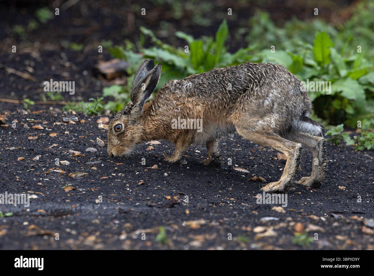 Lièvre brun européen (Lepus europaeus) Norfolk mai 2025 Banque D'Images