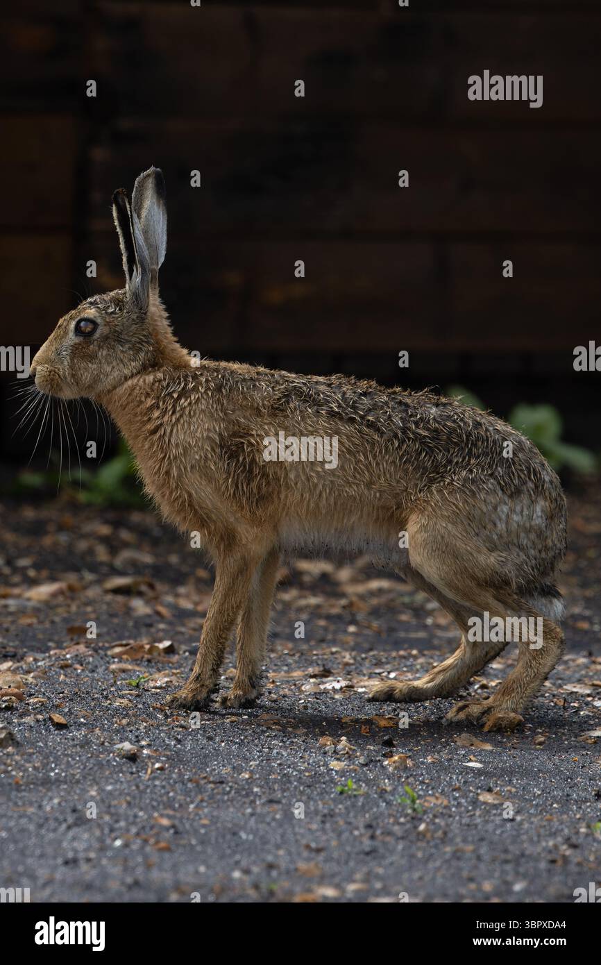 Lièvre brun européen (Lepus europaeus) Norfolk mai 2025 Banque D'Images