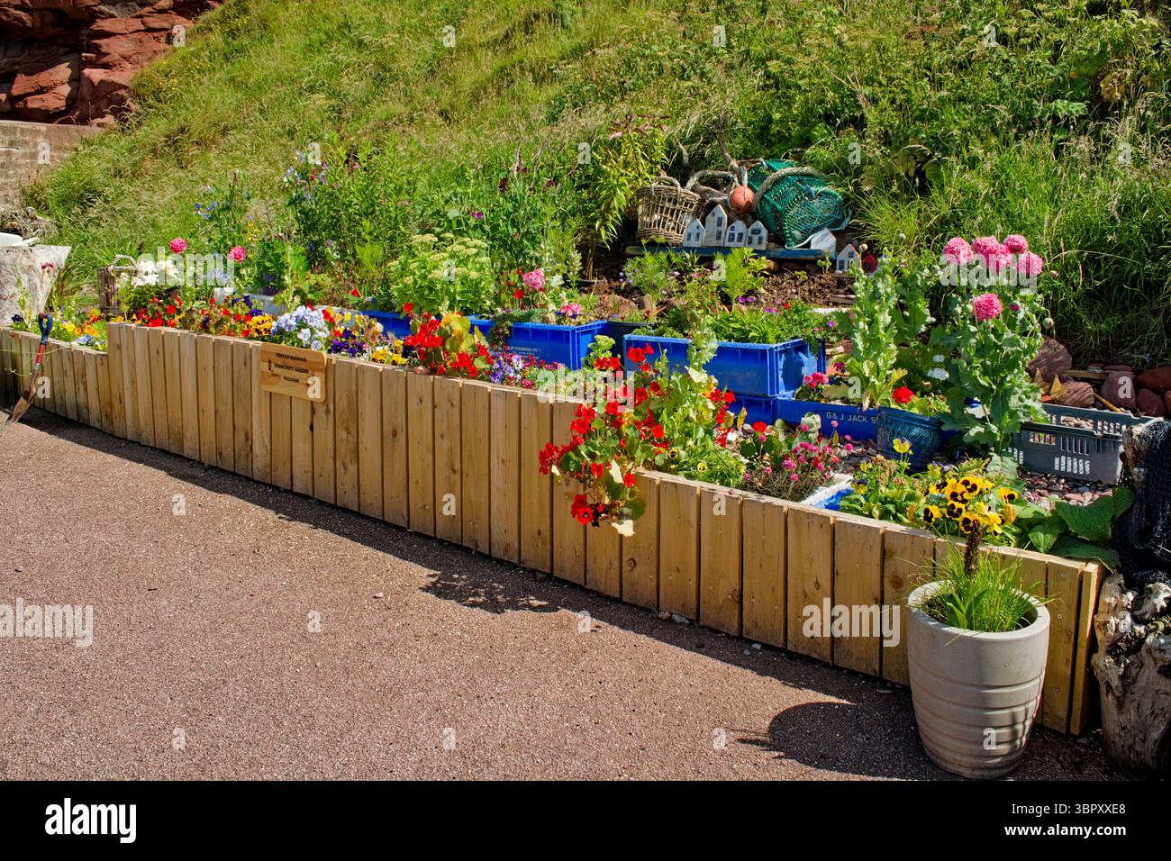 Pennan Aberdeenshire Écosse Pennan Harbour Community Garden fleurit sous le soleil d'été Banque D'Images
