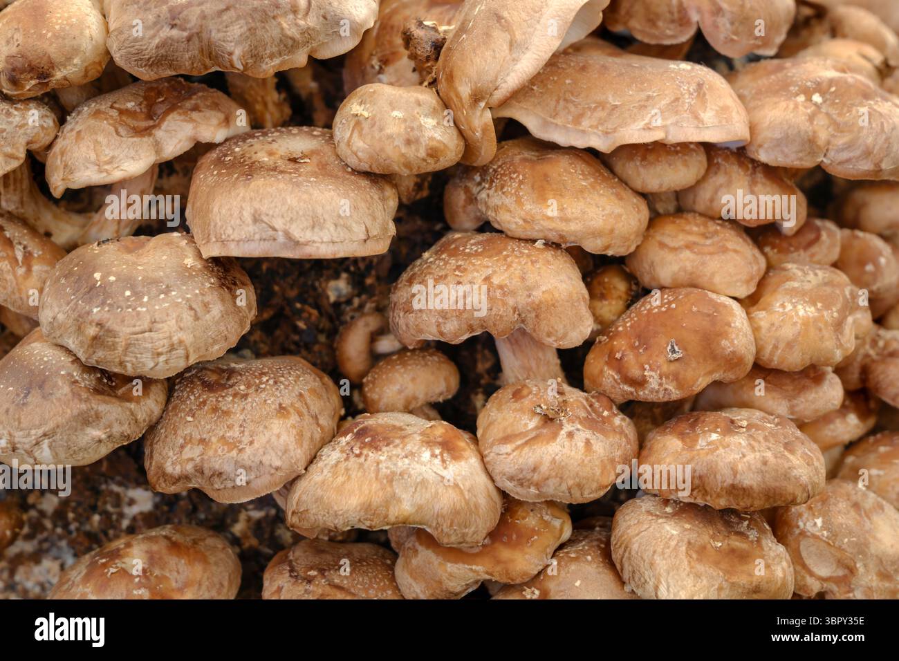 Hampton court Palace, Richmond, Londres - le RHS Garden Festival 2025. Une exposition de champignons cultivés. Banque D'Images