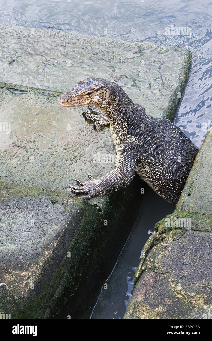 Asian Water Monitor (Varanus salvator) sortant de l'eau et escaladant les marches du quai, Malacca, Malaisie Banque D'Images