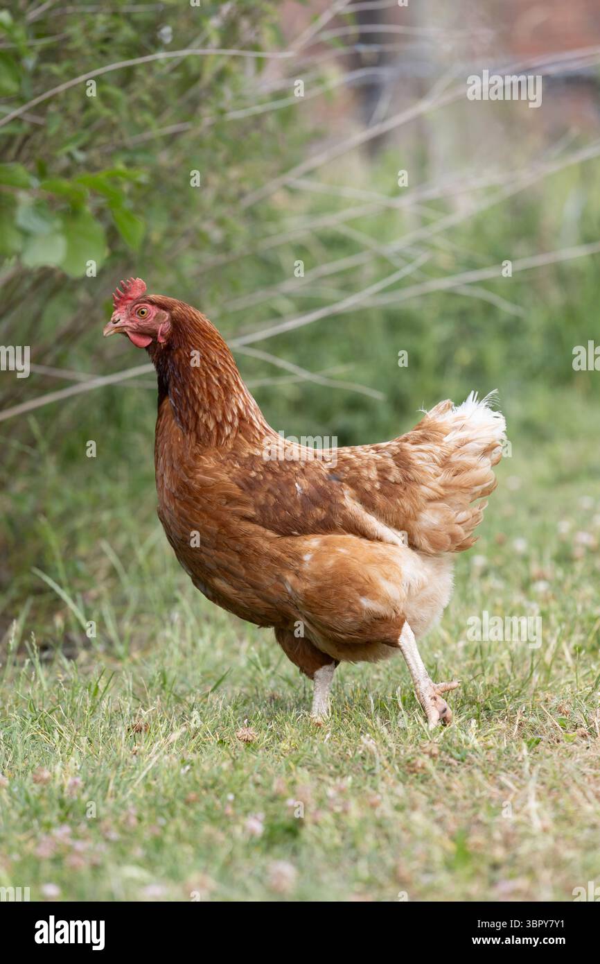 gros plan de poule dans la cour de ferme Banque D'Images