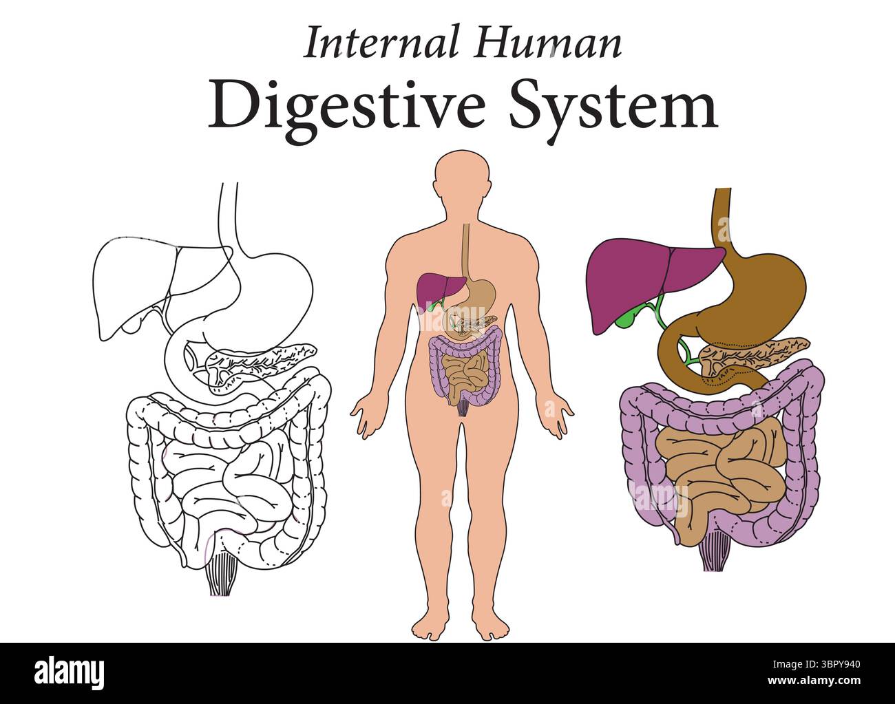 Système digestif humain interne Illustration de Vecteur