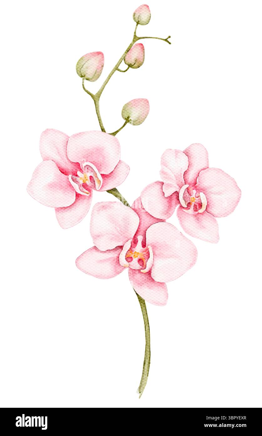 Une branche d'orchidée rose gracieuse avec des pétales doux et des fleurs en herbe dans la texture aquarelle parfaite pour les conceptions féminines, emballage de beauté, mariage invit Banque D'Images