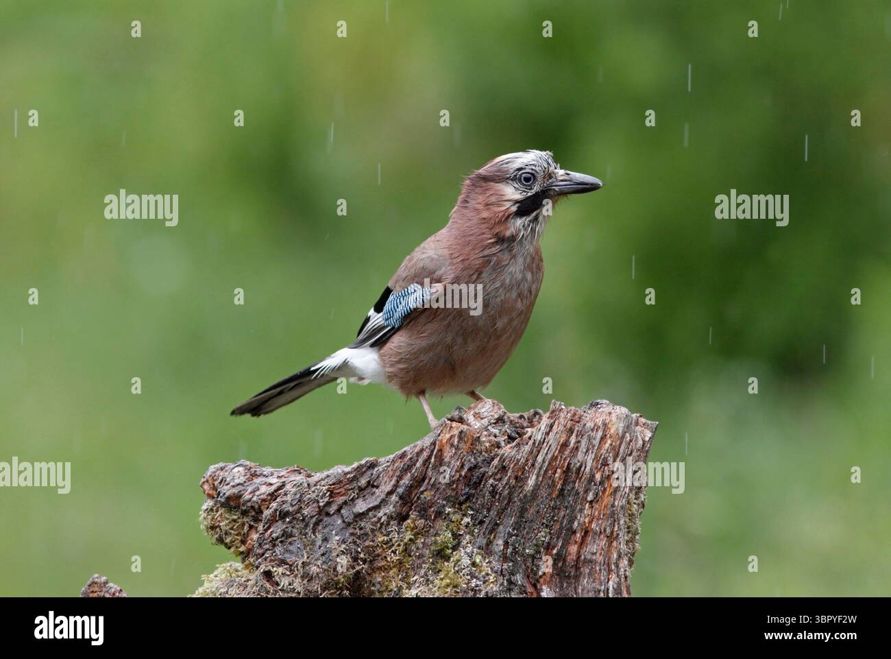 JAY (Garrulus glandarius) sous la pluie, Royaume-Uni. Banque D'Images
