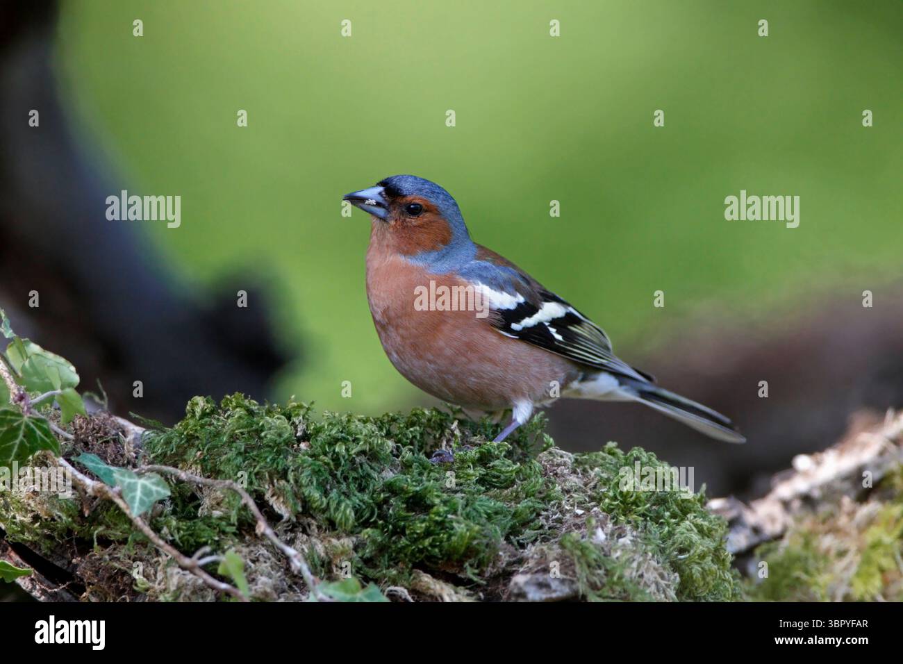 CHAFFINCH (Fringilla coelebs) oiseau mâle sur le bord d'une vieille bûche, Royaume-Uni. Banque D'Images