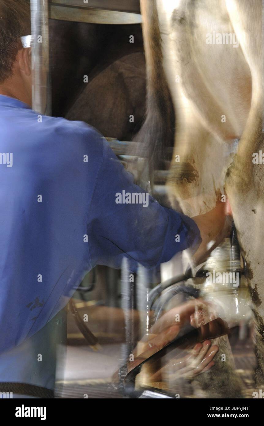 Homme mettant des tasses sur une vache laitière dans la salle de traite d'une laiterie rotative, côte ouest, Nouvelle-Zélande. Un peu de flou de mouvement Banque D'Images