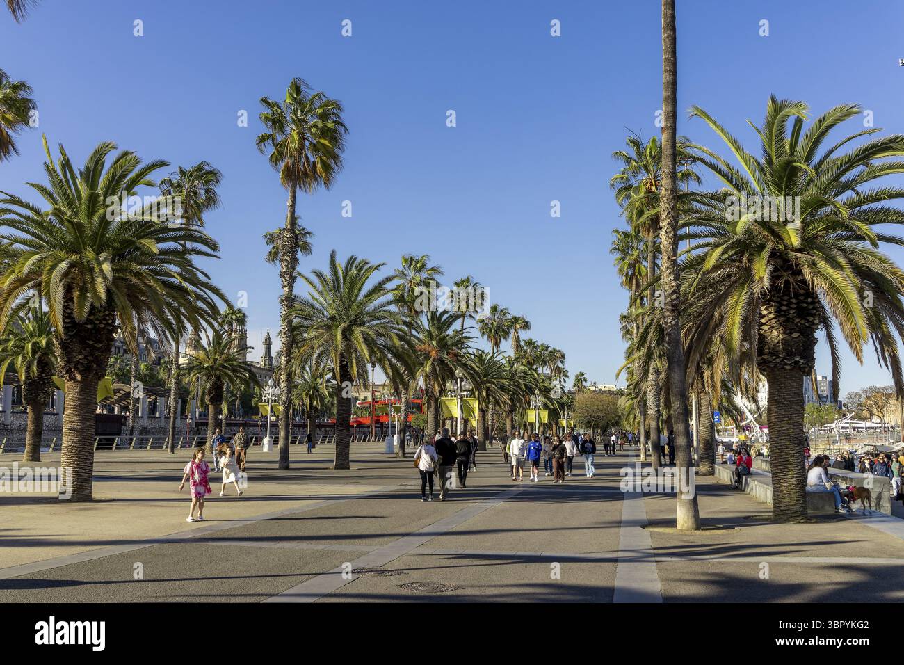 Promenade Moll de la Fusta avec palmiers et ciel bleu, Barcelone, Province de Barcelone, Catalogne, Espagne Banque D'Images Promenade Moll de la Fusta avec palmiers et ciel bleu, Barcelone, Province de Barcelone, Catalogne, Espagne Banque D'Images