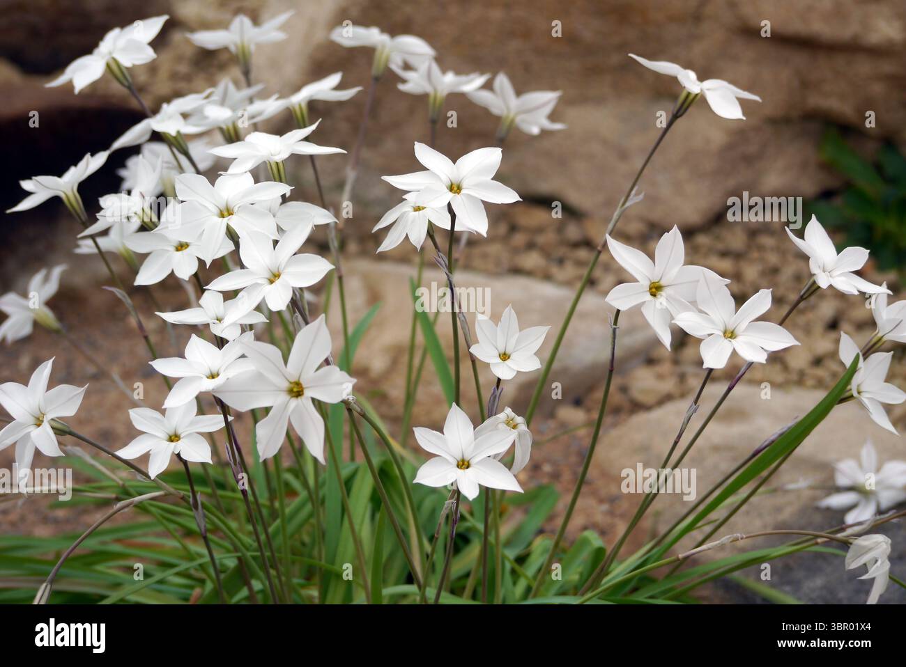 Ipheion blanc 'Alberto Castillo' (Starflower) fleurs exposées dans la Maison alpine au RHS Garden Harlow Carr, Harrogate, Angleterre, Royaume-Uni. Banque D'Images