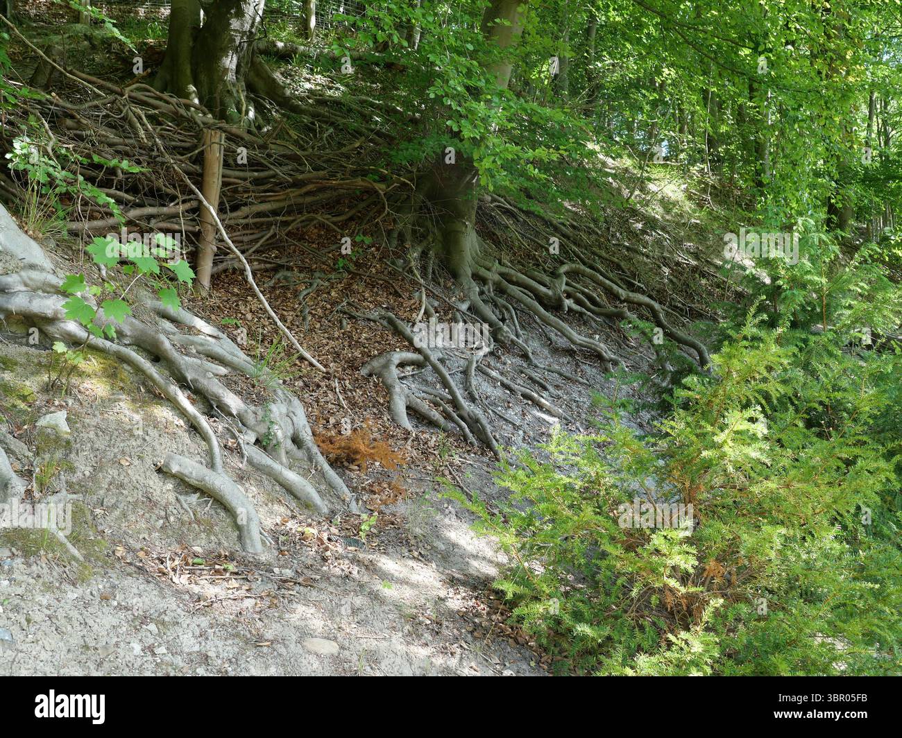 Les racines des arbres traversent la pente de la forêt. Symbole de stabilité et de connexion. Copier l'espace. Banque D'Images Les racines des arbres traversent la pente de la forêt. Symbole de stabilité et de connexion. Copier l'espace. Banque D'Images
