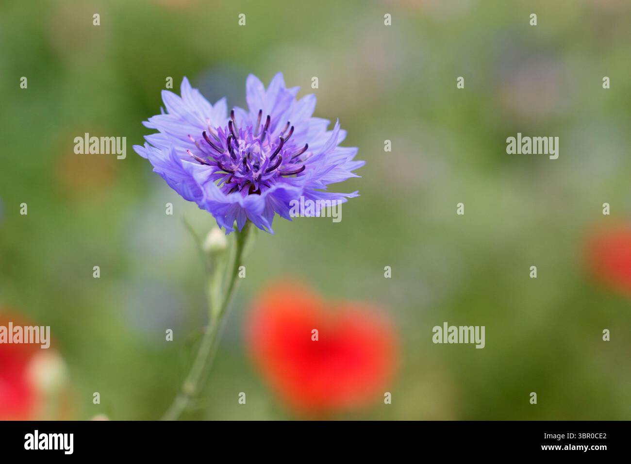 Bleuet bleu annuel (Centaurea cyanus) dans une prairie cultivée de fleurs sauvages de plantes annuelles le jour national des prairies. ROYAUME-UNI Banque D'Images