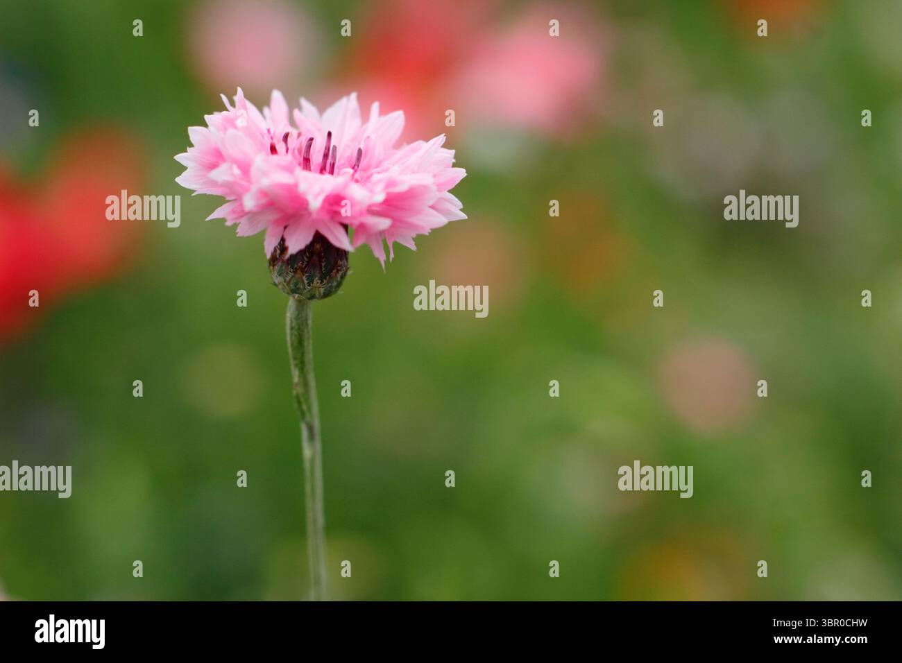 Bleuet rose, Centaurea Cyanus Pink. Bleuet Cornflower. ROYAUME-UNI Banque D'Images